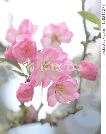 鎌倉妙本寺的海棠樹:春花沐浴在柔和的陽光下。 鎌倉妙本寺的海棠樹:春花沐浴在柔和的陽光下。 138215278