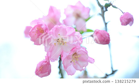 The crabapple trees at Myohonji Temple in Kamakura: Spring flowers bathed in soft light. The crabapple trees at Myohonji Temple in Kamakura: Spring flowers bathed in soft light. 138215279