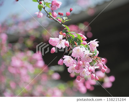 The crabapple trees at Myohonji Temple in Kamakura: Spring flowers bathed in soft light. The crabapple trees at Myohonji Temple in Kamakura: Spring flowers bathed in soft light. 138215284