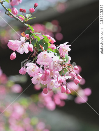 鎌倉妙本寺的海棠樹:春花沐浴在柔和的陽光下。 鎌倉妙本寺的海棠樹:春花沐浴在柔和的陽光下。 138215285