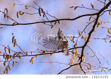 A goldcrest searching for food on a hornbeam tree. A goldcrest searching for food on a hornbeam tree. 138215293
