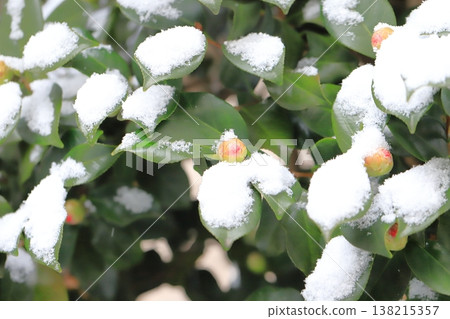 Camellia buds covered in snow Camellia buds covered in snow 138215357