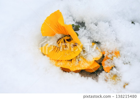 Pansy flowers buried in snow 138215480