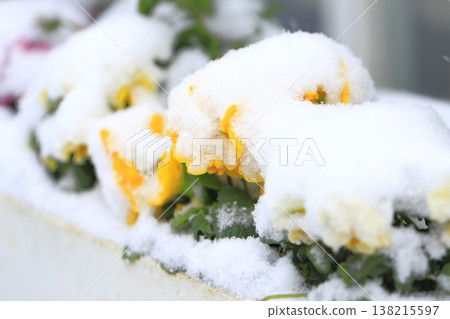 Pansy flowers covered in snow 138215597