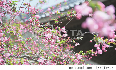 鎌倉妙本寺的海棠樹:春花沐浴在柔和的陽光下。 鎌倉妙本寺的海棠樹:春花沐浴在柔和的陽光下。 138215607
