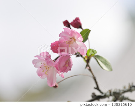 The crabapple trees at Myohonji Temple in Kamakura: Spring flowers bathed in soft light. The crabapple trees at Myohonji Temple in Kamakura: Spring flowers bathed in soft light. 138215610