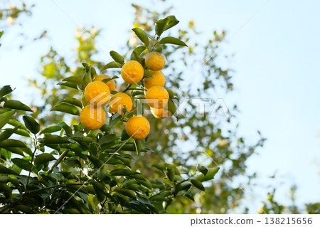 Fruit of Yuzu Fruit of Yuzu 138215656