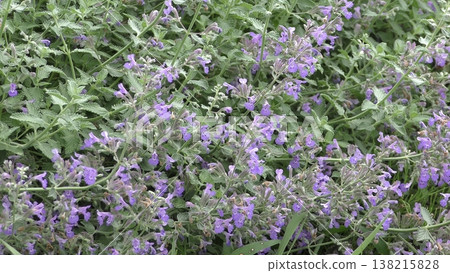 可愛的貓薄荷花 可愛的貓薄荷花 138215828