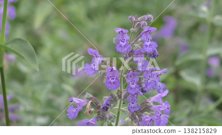 Cute cat mint flowers Cute cat mint flowers 138215829