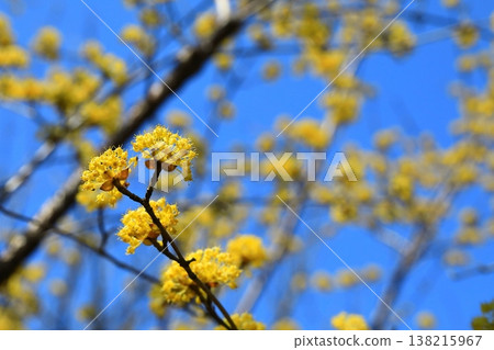玉髓花預示著春天的到來 138215967
