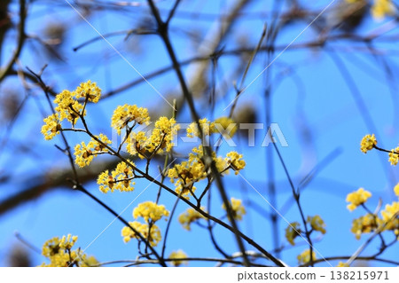 Cornelian flowers herald the arrival of spring 138215971