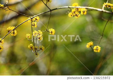 Cornelian flowers herald the arrival of spring 138215972