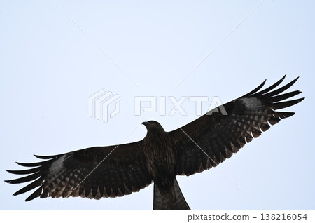 瞄準獵物的鳥 138216054