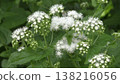 White Fuji Bakama flower 138216056