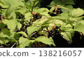 Fruit of white sharks 138216057