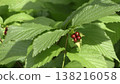 Fruit of white sharks 138216058