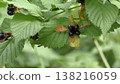 Fruit of white sharks 138216059