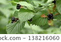Fruit of white sharks 138216060