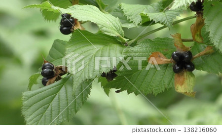 Fruit of white sharks Fruit of white sharks 138216060