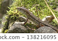 Cute Japanese grass lizard 138216095