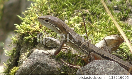Cute Japanese grass lizard Cute Japanese grass lizard 138216095