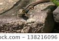 Cute Japanese grass lizard 138216096