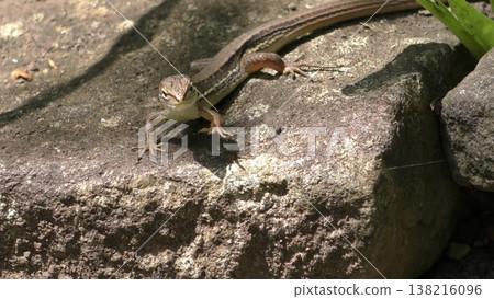 Cute Japanese grass lizard 138216096