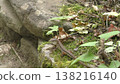 Cute Japanese grass lizard 138216140