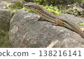 Cute Japanese grass lizard 138216141