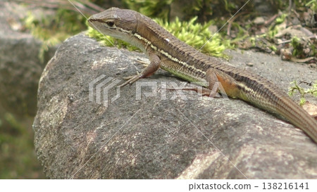 Cute Japanese grass lizard 138216141