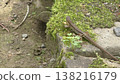 Cute Japanese grass lizard 138216179
