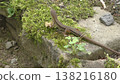 Cute Japanese grass lizard 138216180