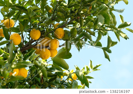 Large yuzu fruit growing on a winter tree 138216197