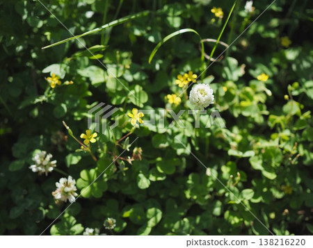 Tsuwa-buki flowers that have begun to bloom Tsuwa-buki flowers that have begun to bloom 138216220