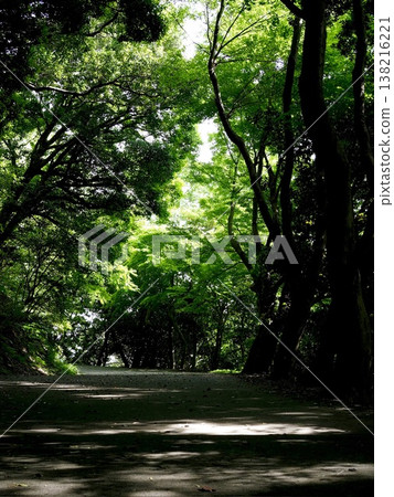 A road surrounded by green A road surrounded by green 138216221