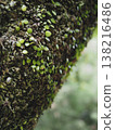 生長在樹的青苔 138216486