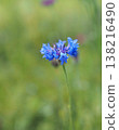 藍色矢車菊 138216490