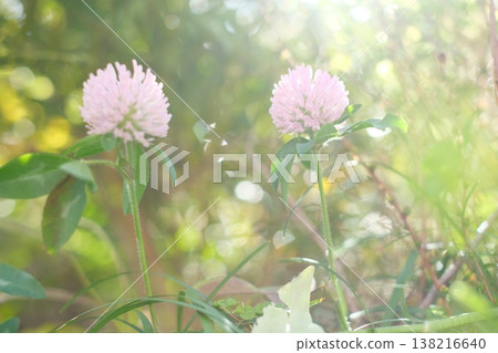 春日公園裡，紅三葉草盛開。 138216640