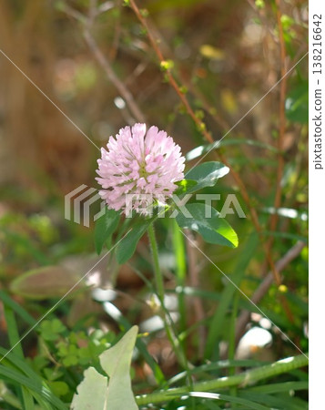 春日公園裡，紅三葉草盛開。 138216642