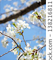 閃耀在藍天的櫻花 138216811