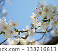 閃耀在藍天的櫻花 138216813