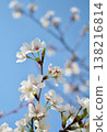 閃耀在藍天的櫻花 138216814