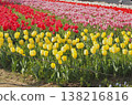 開花在春天花壇的鬱金香花 138216816