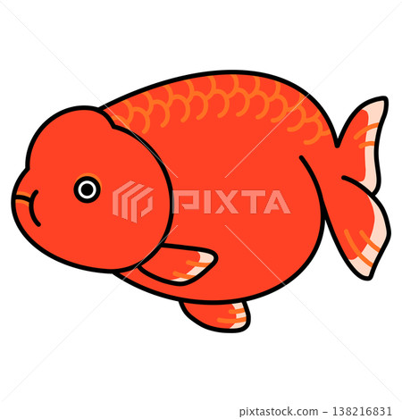 紅蘭壽金魚插圖 138216831