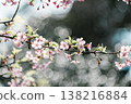 櫻花在散景中閃閃發光 138216884