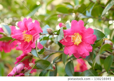 Camellias in full bloom - winter flowers 138216945
