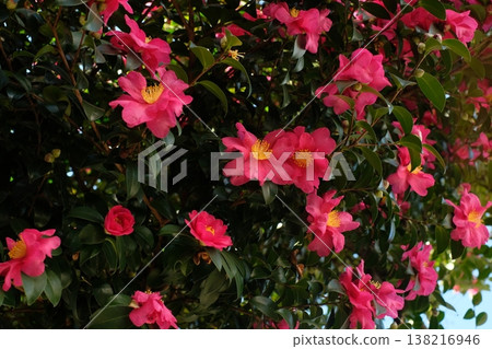 Camellias in full bloom - winter flowers Camellias in full bloom - winter flowers 138216946