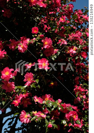 Camellias in full bloom - winter flowers 138216949
