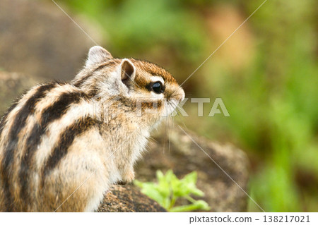 花栗鼠凝視 138217021
