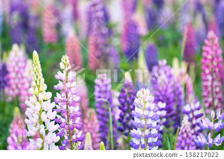 春天盛開的紫色羽扇豆花 138217022